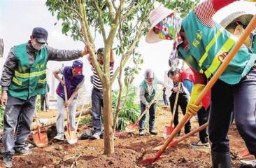 苗木配送及養(yǎng)護、施工現(xiàn)場